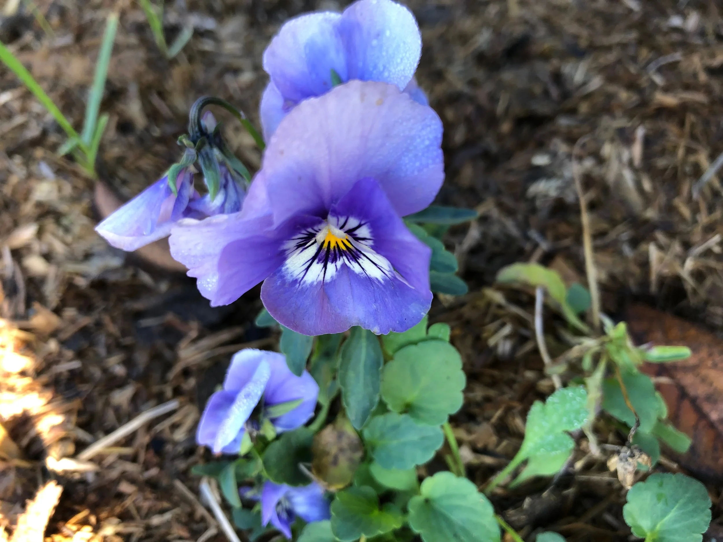 REF:103 ‘Viola tricolor var. hortensis’ pensée, wild pansy pansy flowers can be scattered over salads, desserts, roll out into biscuits