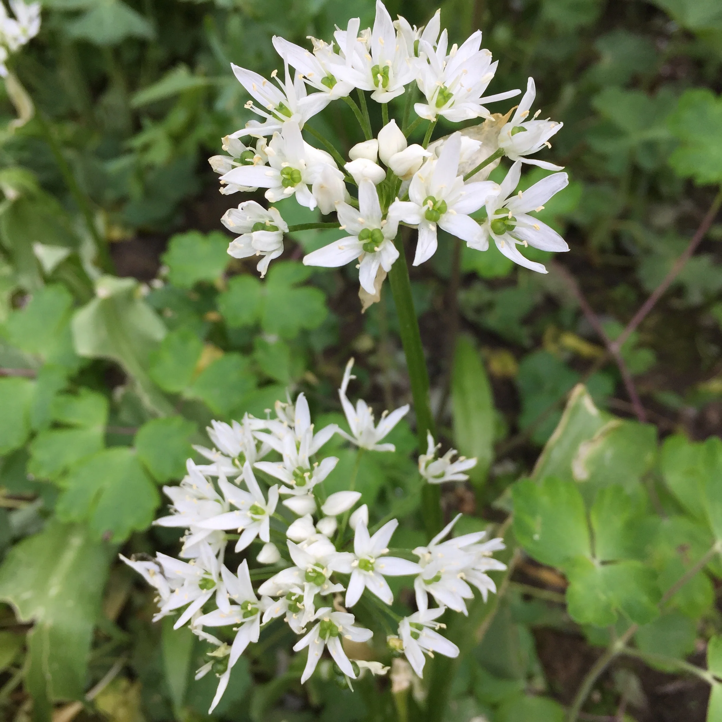 REF:7 ‘Allium tuberosum’ ciboulette ail, Garlic chives flowers and leaves are great Added to salads, egg and cheese dishes.