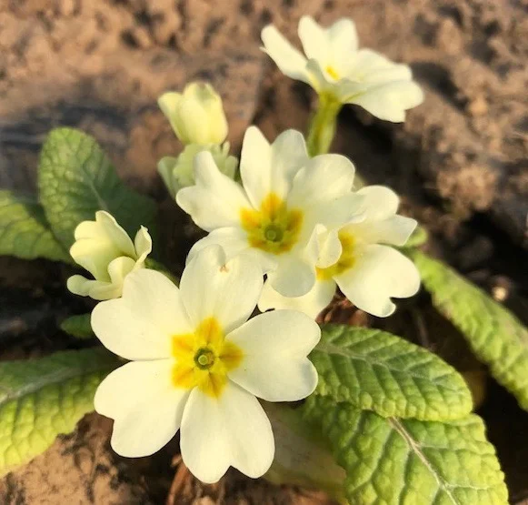 REF:71 ‘primula vulgaris’ primevère, primroses (mixed colours) flower petals can be scattered over salads, cakes. add to pancakes. a great spring cocktail to change the mood.