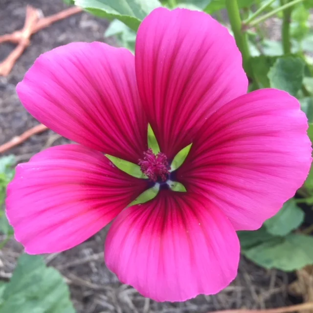 REF:58 Malope trifida Malope trifida (rose),Malope Vulcan (Red) this little beauty is the light that shines within. will look stunning on any salad or cake.