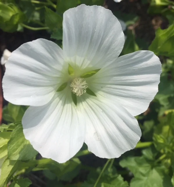 REF:59 Malope trifida Malope trifida (blanc),Malope Alba (White) this little beauty is the light that shines within. will look stunning on any salad or cake.