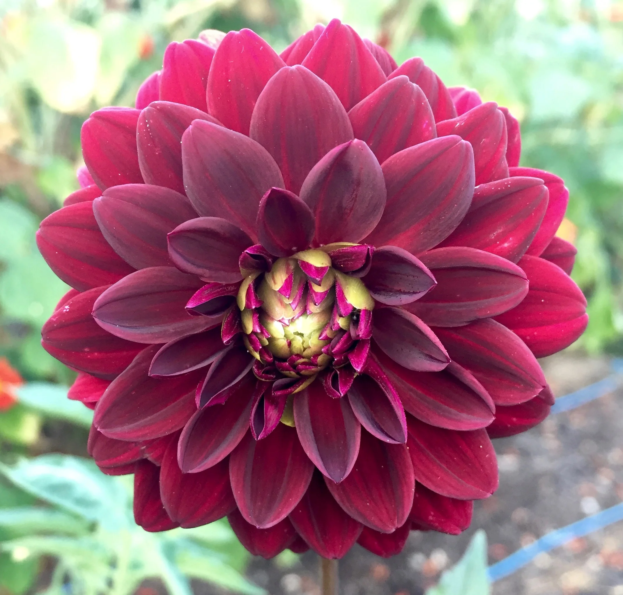 REF:30 dahlia botanika will have a colourful array of dahlias in 2019.please ask kate if you want to see the full selection of colours so we can help you!