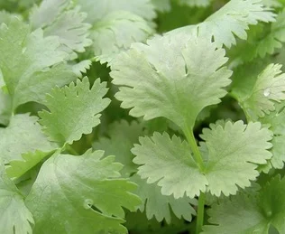 REF:25 ‘coriandrum sativum’ coriandre, Coriander great added to spicy dishes.
