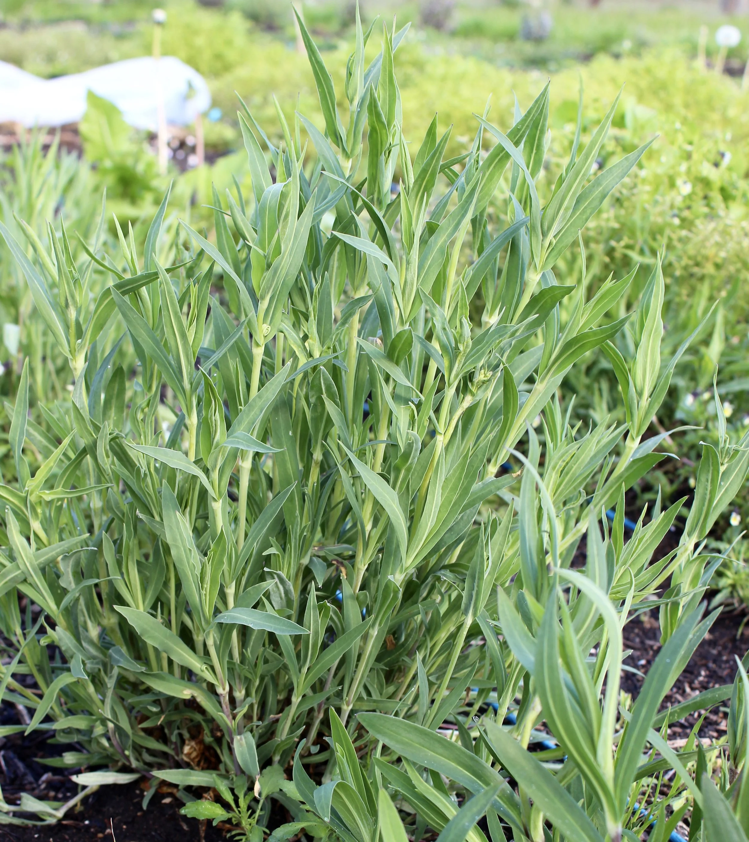 REF:96 ‘Silene vulgaris’ Silène enflé, bladder campion LEAVES can be boiled and added to risotto dishes.makes a great pesto.