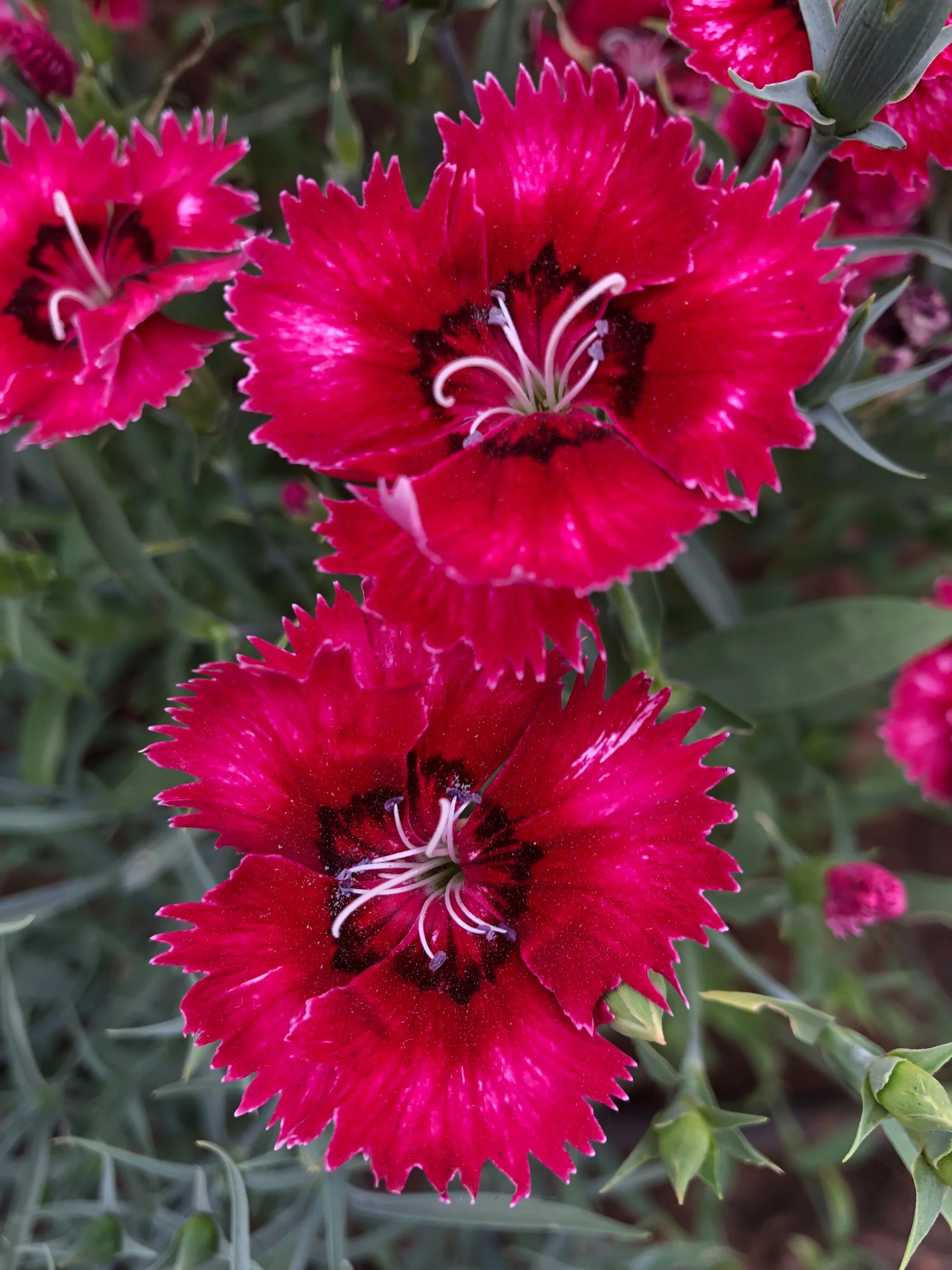 REF:31 ‘dianthus chinesis’ oeillet de poète, dianthus flower petals can be scattered over salads, cakes. add a spicy tone to rice, pancakes or in summer drinks.