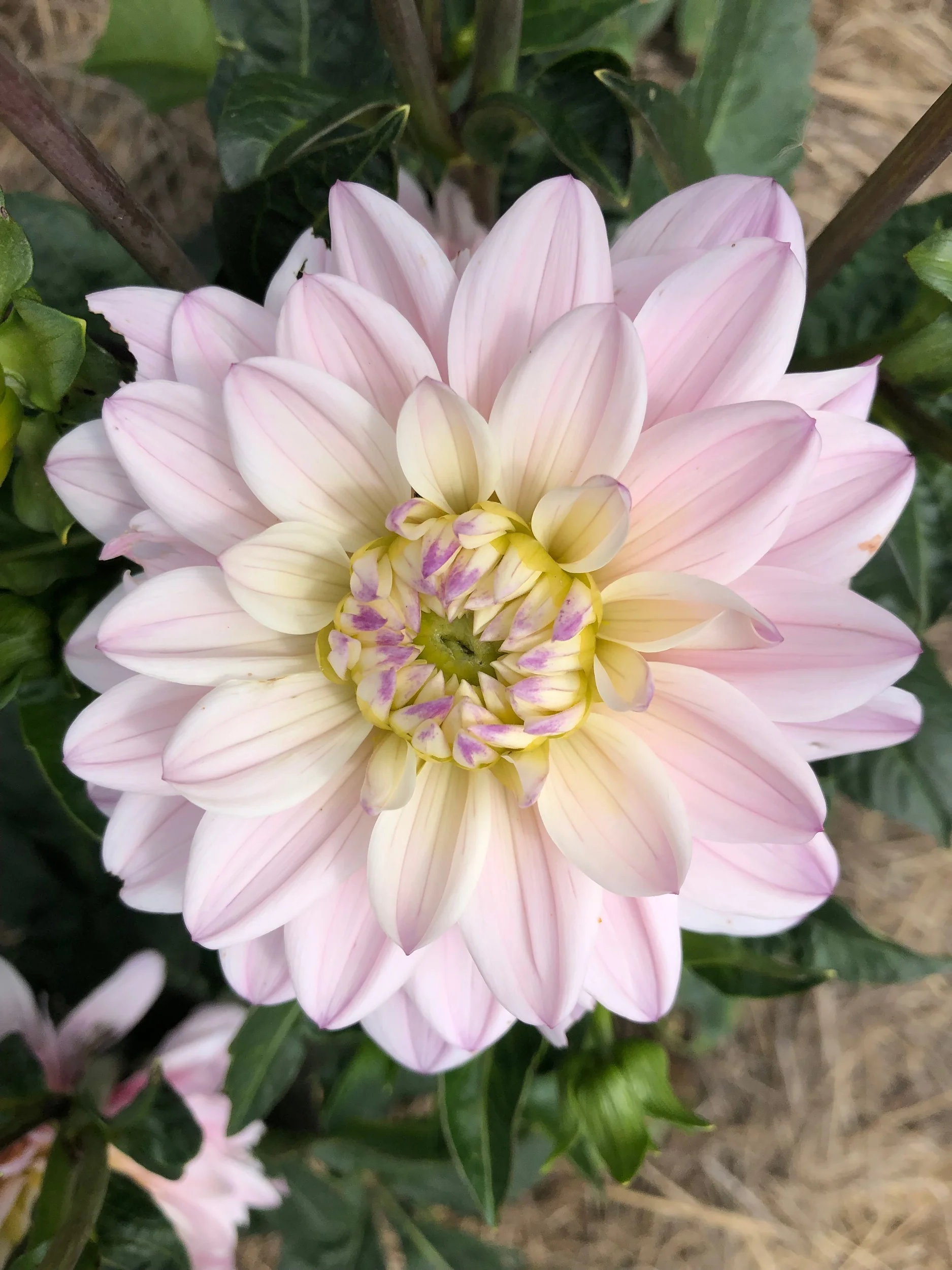 REF:30 dahlia botanika will have a colourful array of dahlias in 2019.please ask kate if you want to see the full selection of colours so we can help you!