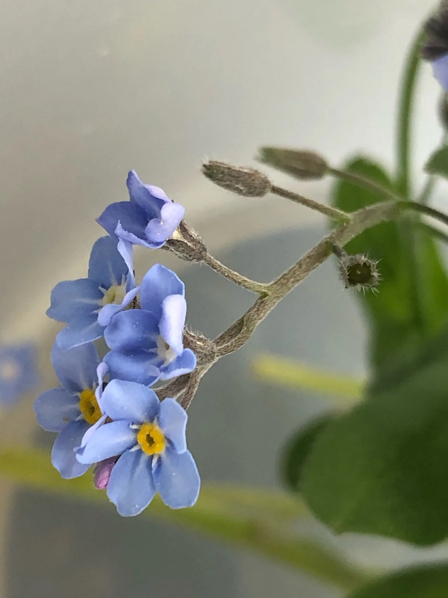 REF:64 ‘Myosotis’Myosotis, Forget-me-notForget-me-not flowers can be scattered over salad, desserts, great floating in cocktails too!