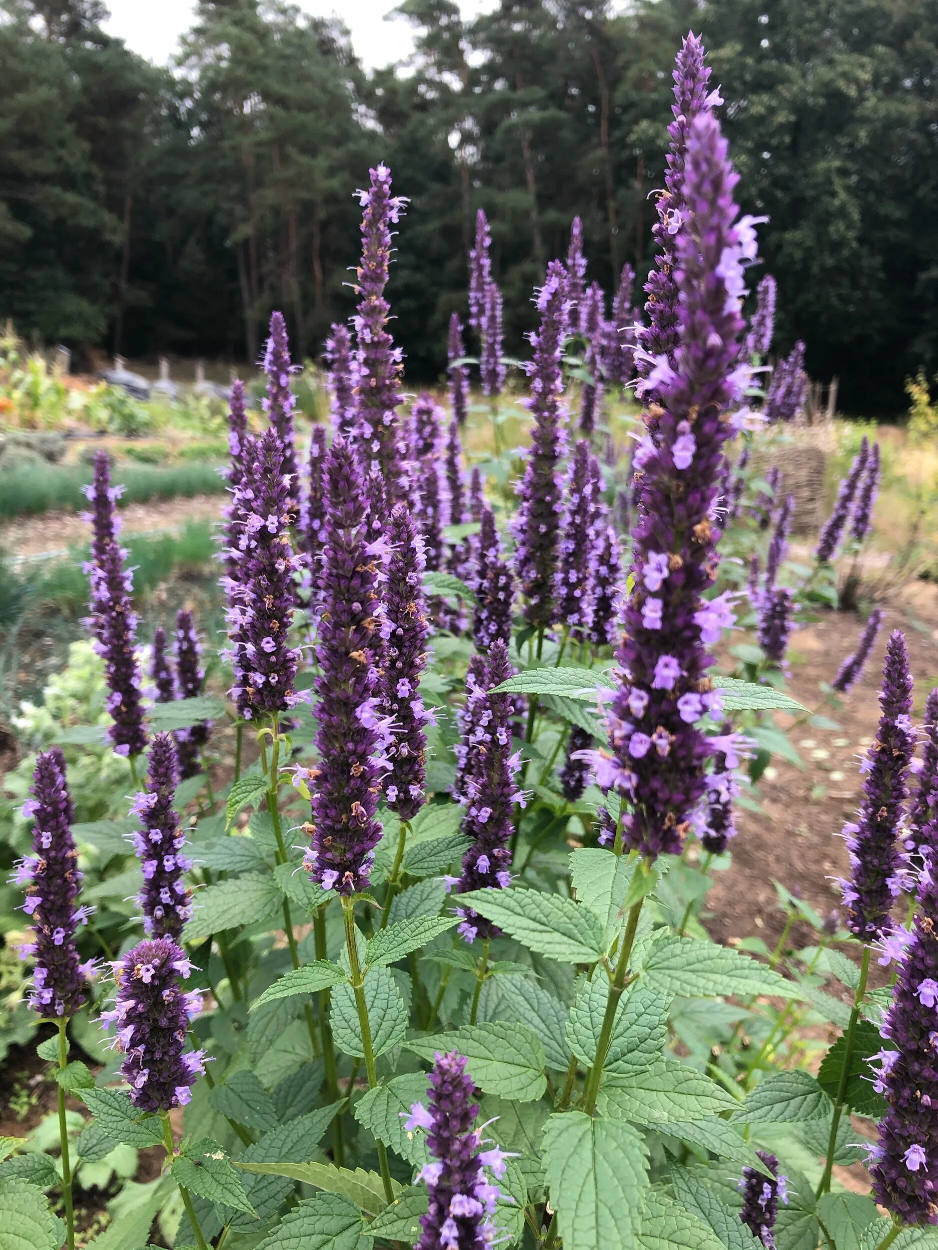REF:2 ‘Agastache hybrida Astello Indigo’Agastache hybrida, Agastache hybrida Astello Indigoflowers and leaves are edible. delicious added to roasted dishes.