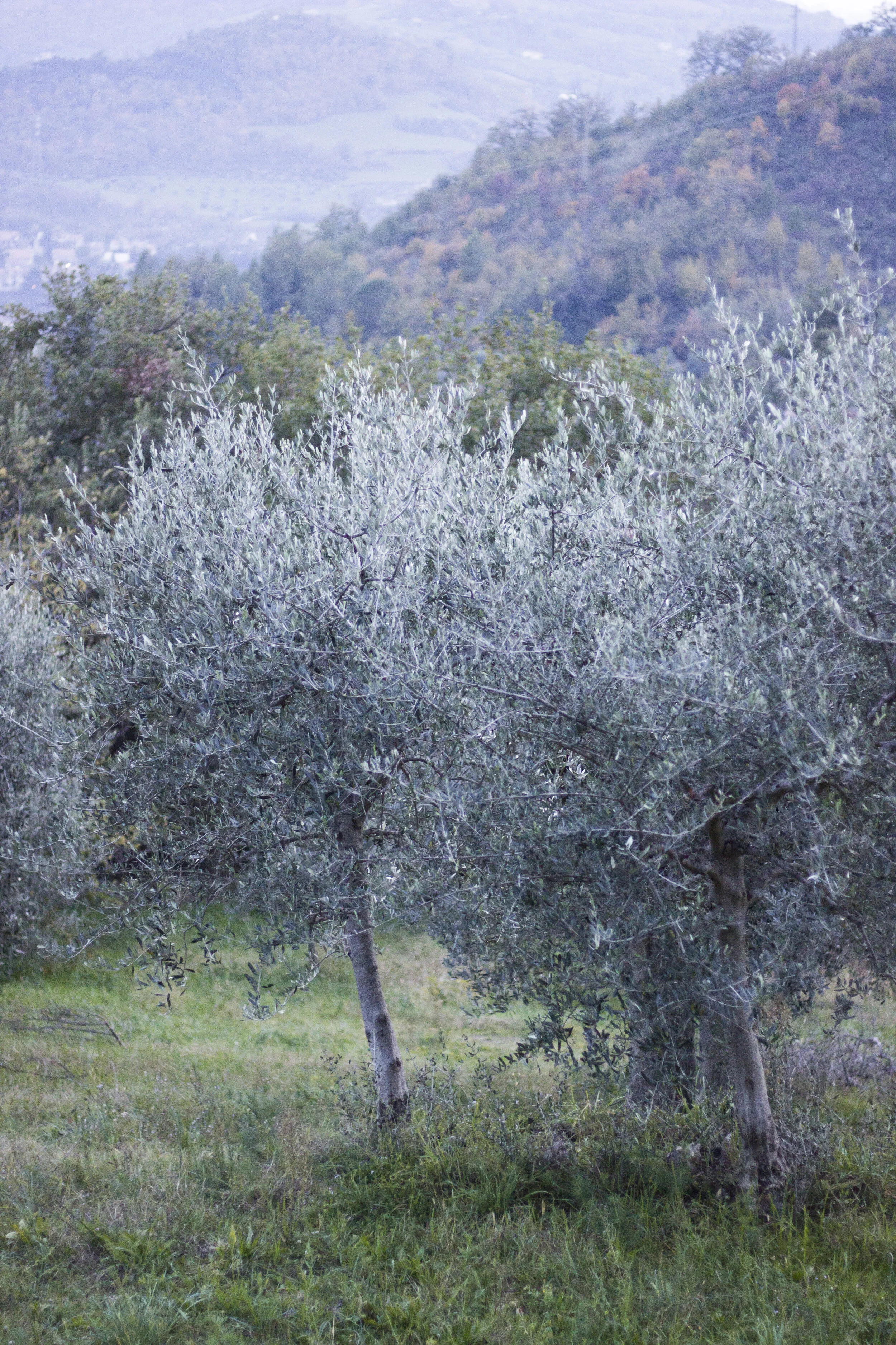 olivo2.jpg