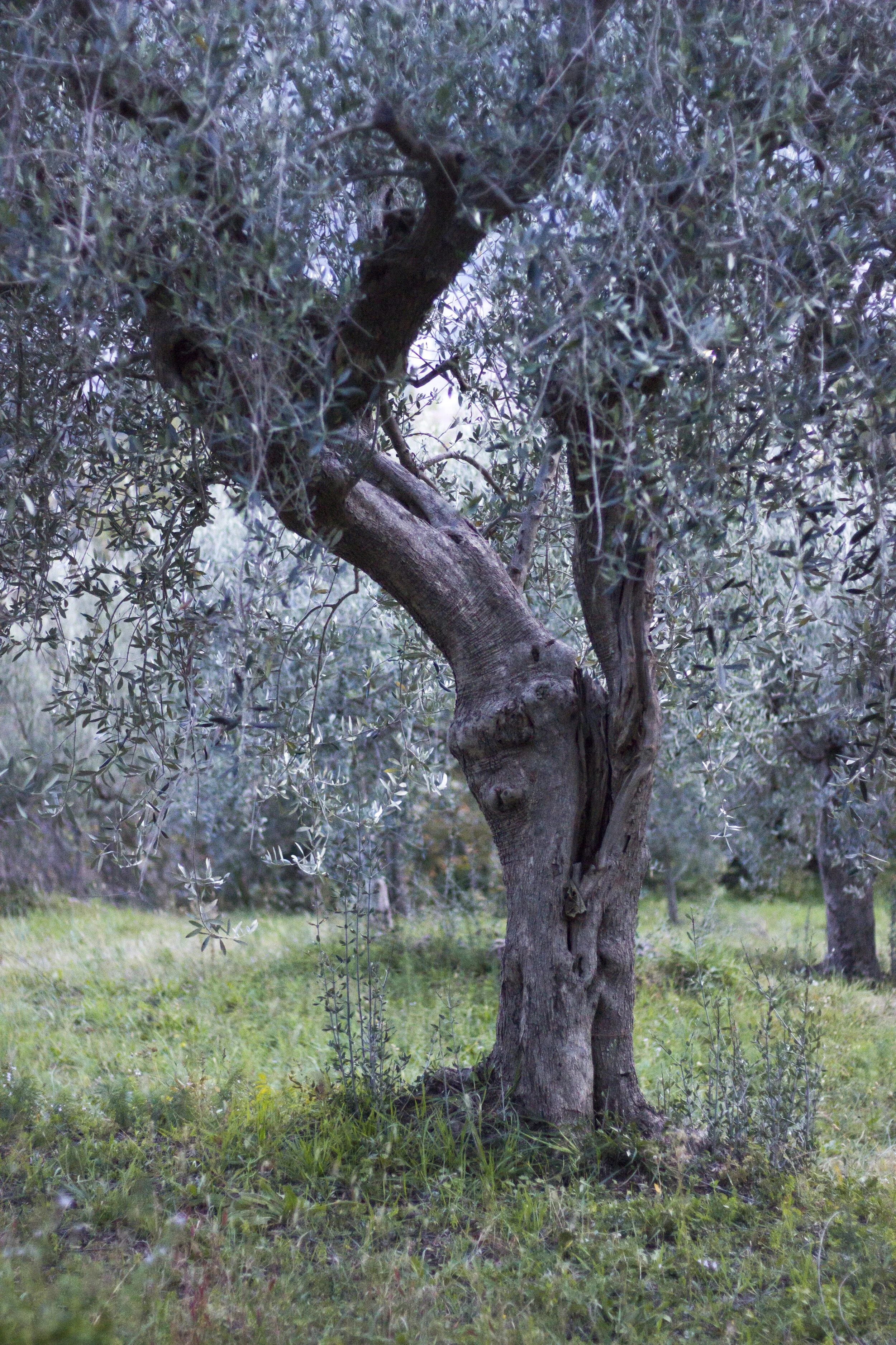 olivo5.jpg