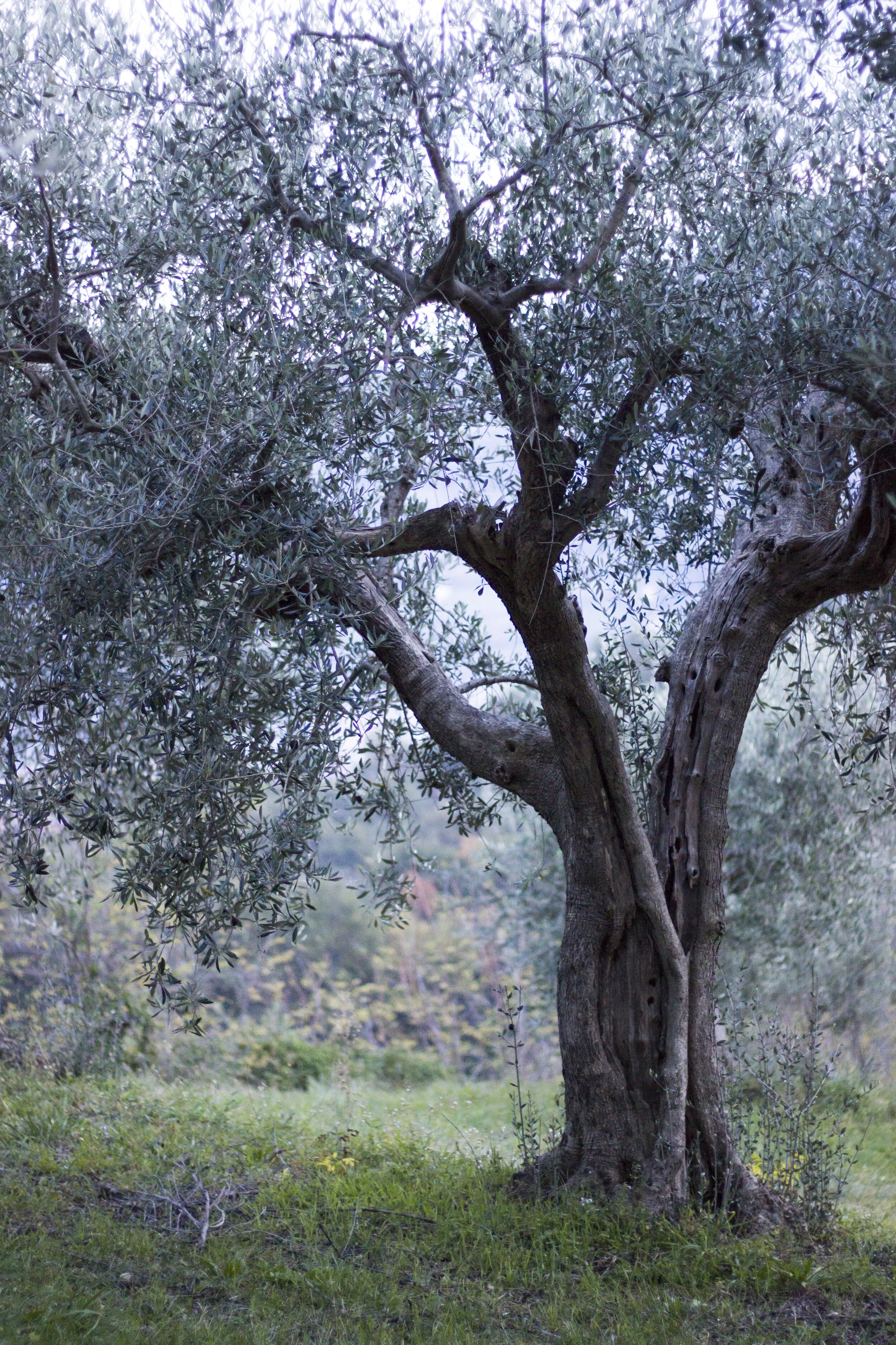 olivo4.jpg