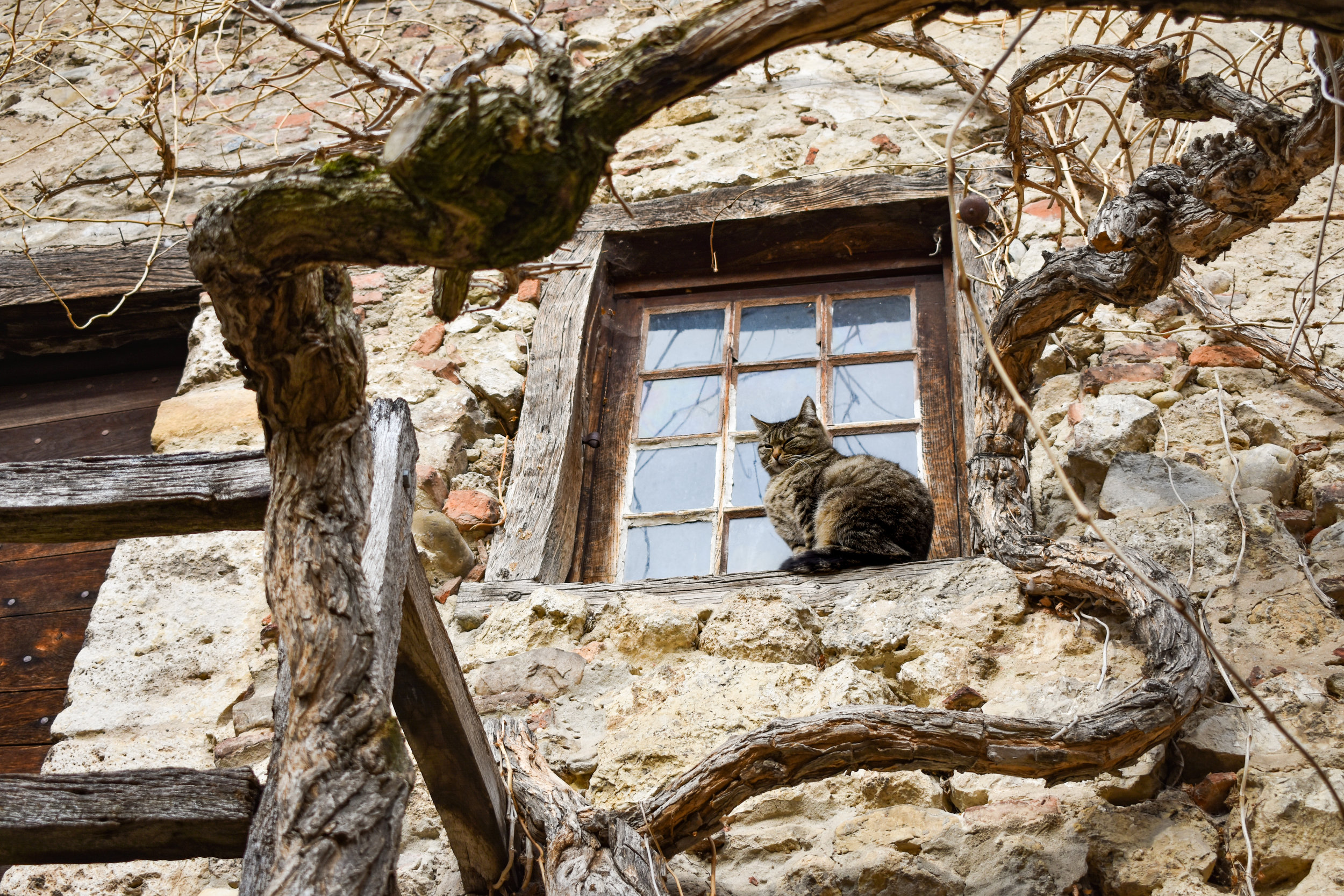 DSC_0810-2.jpg