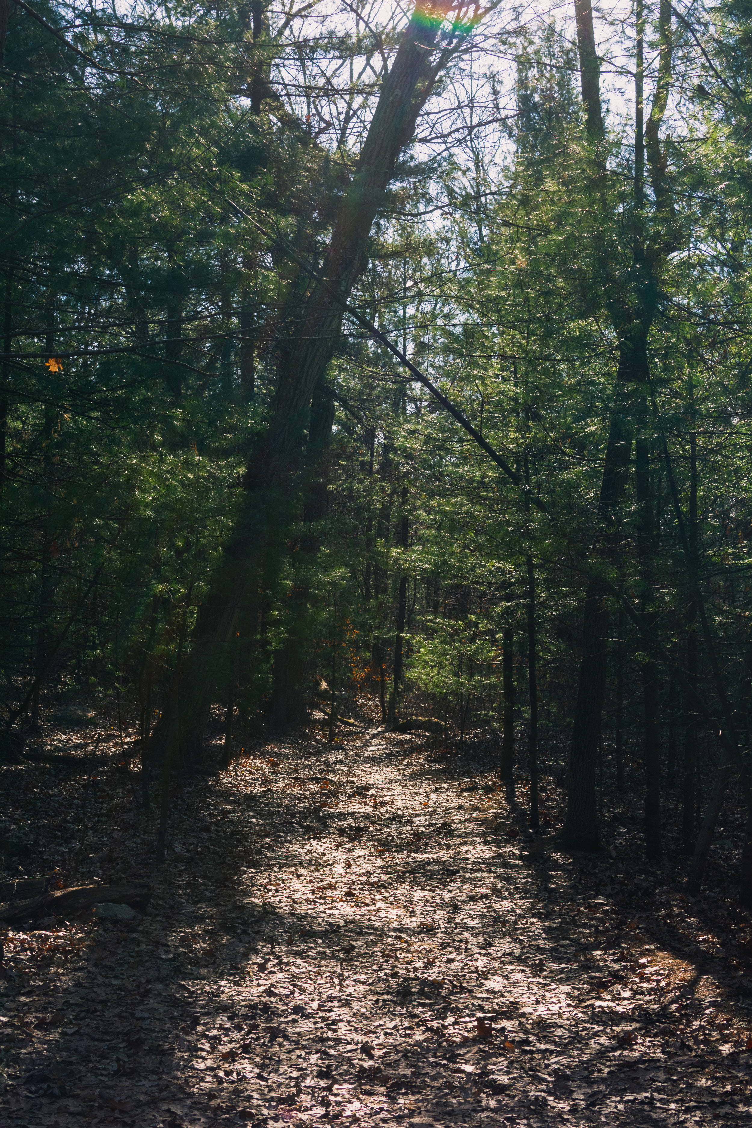 DSC_2332.jpg