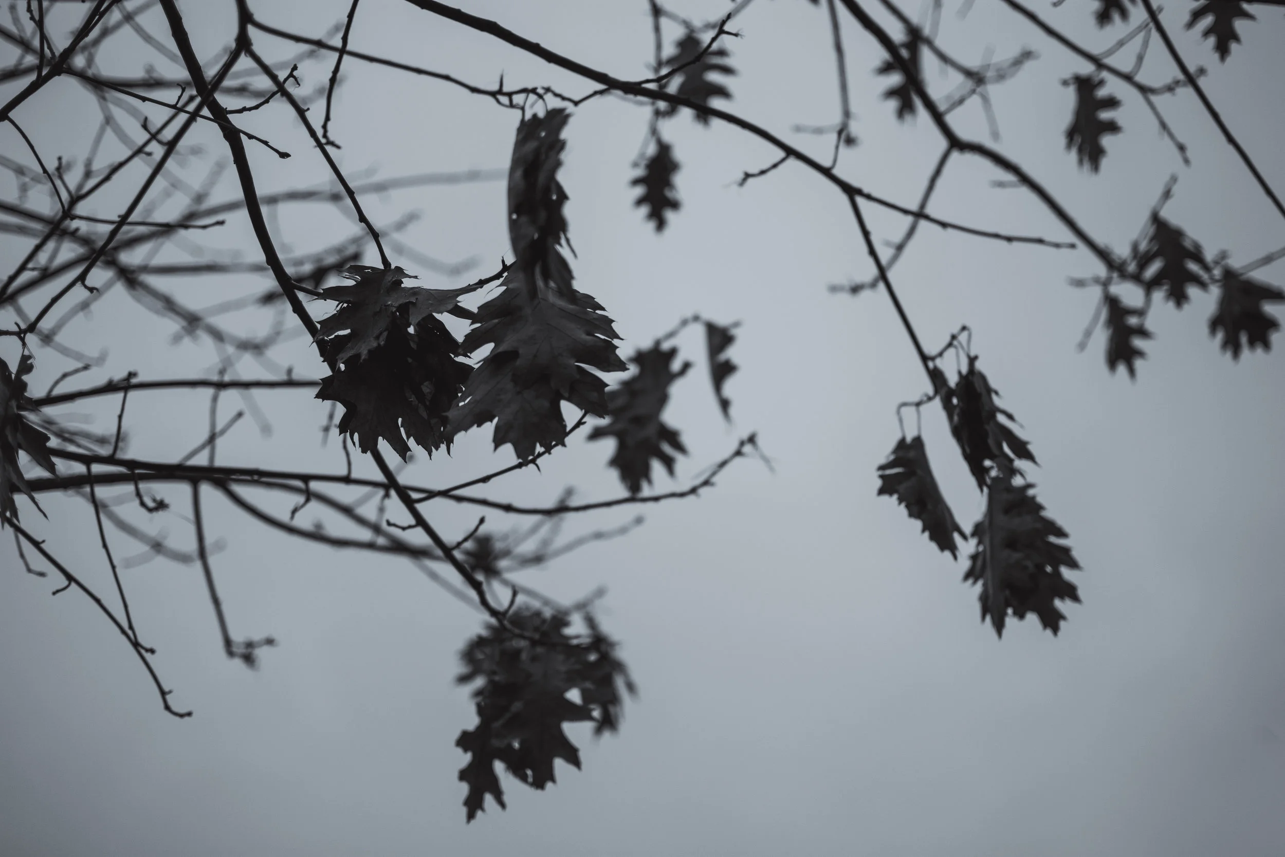 DSC_2374.jpg