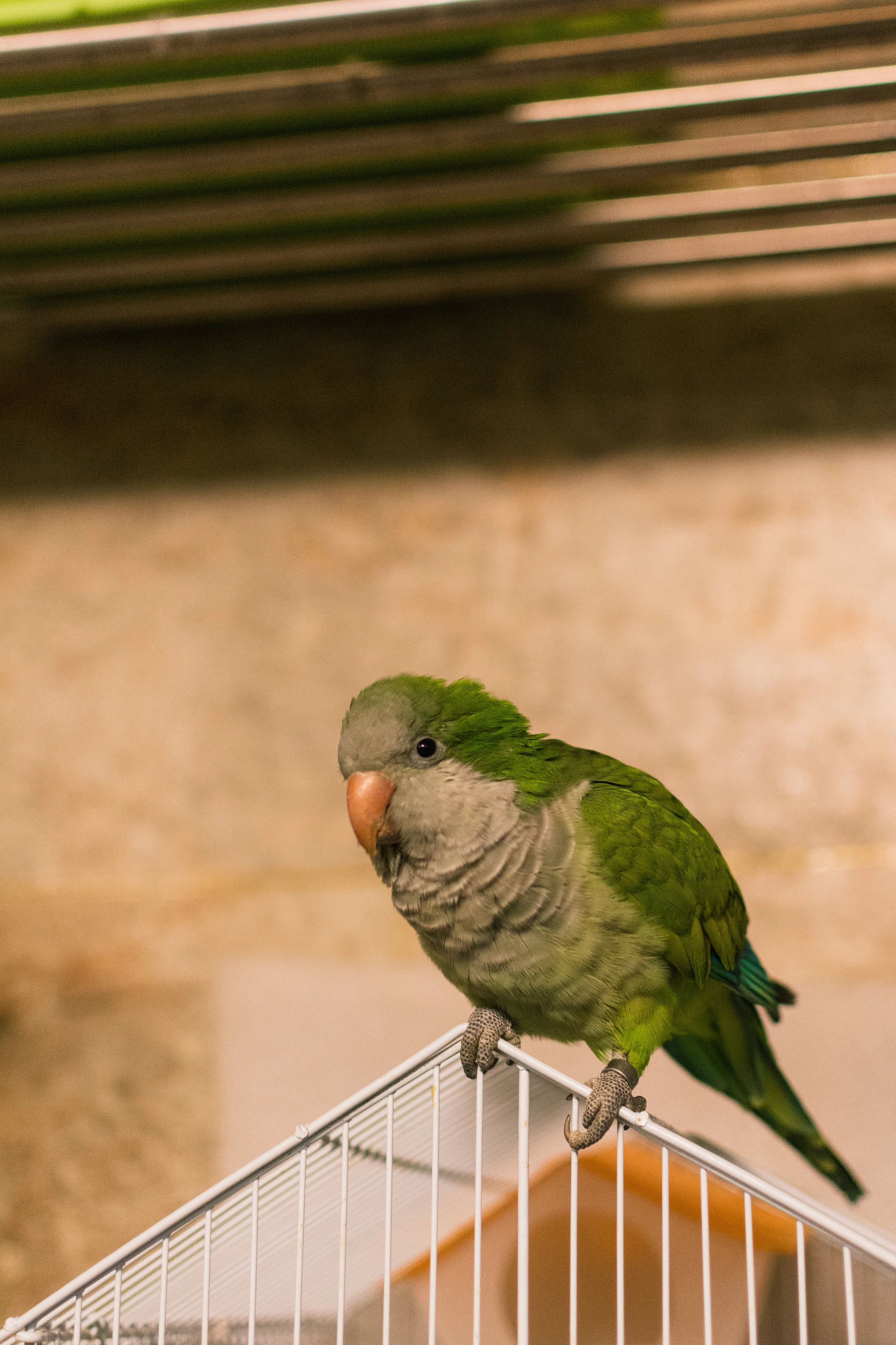 DSC_2443.jpg