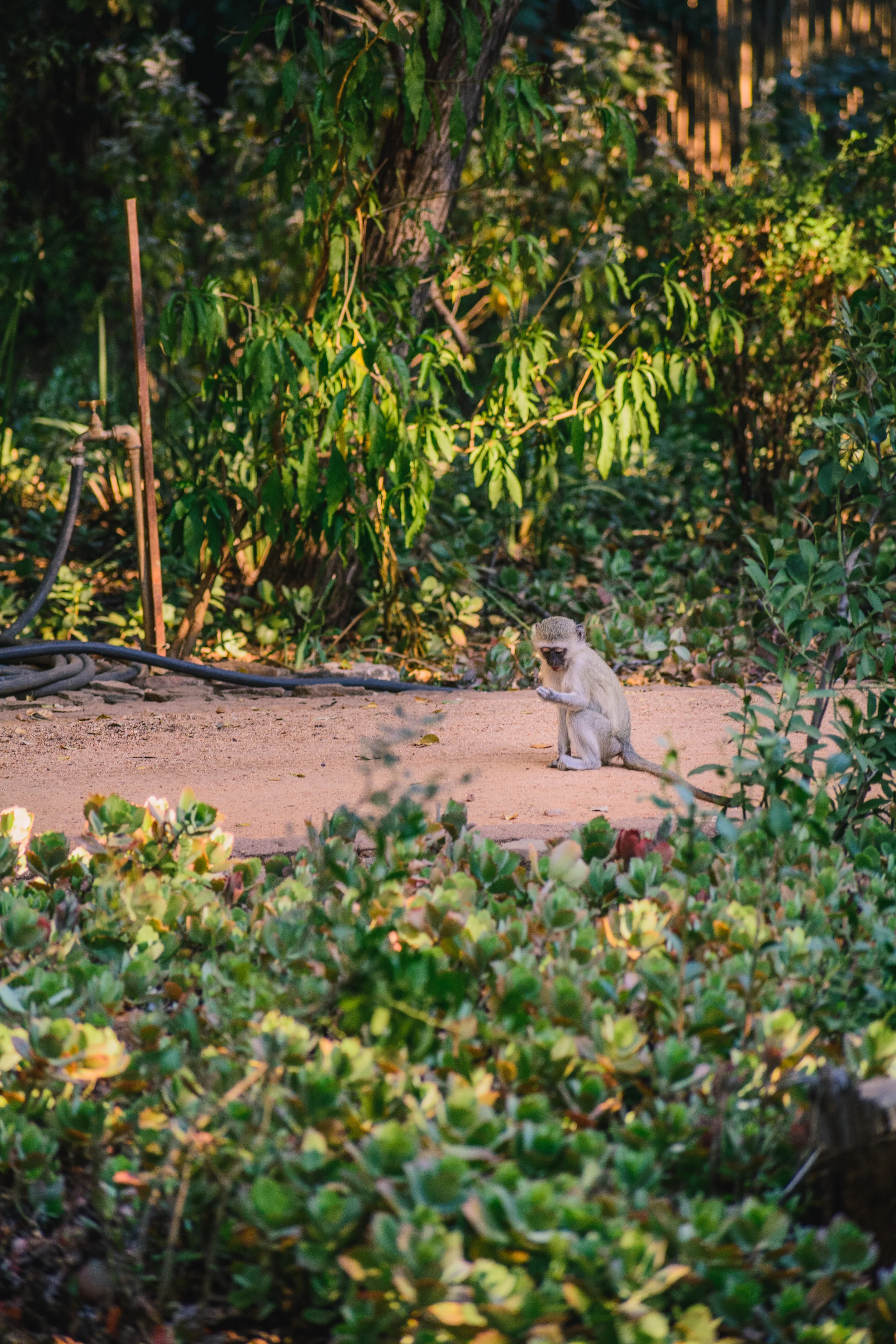 DSC_4039.jpg