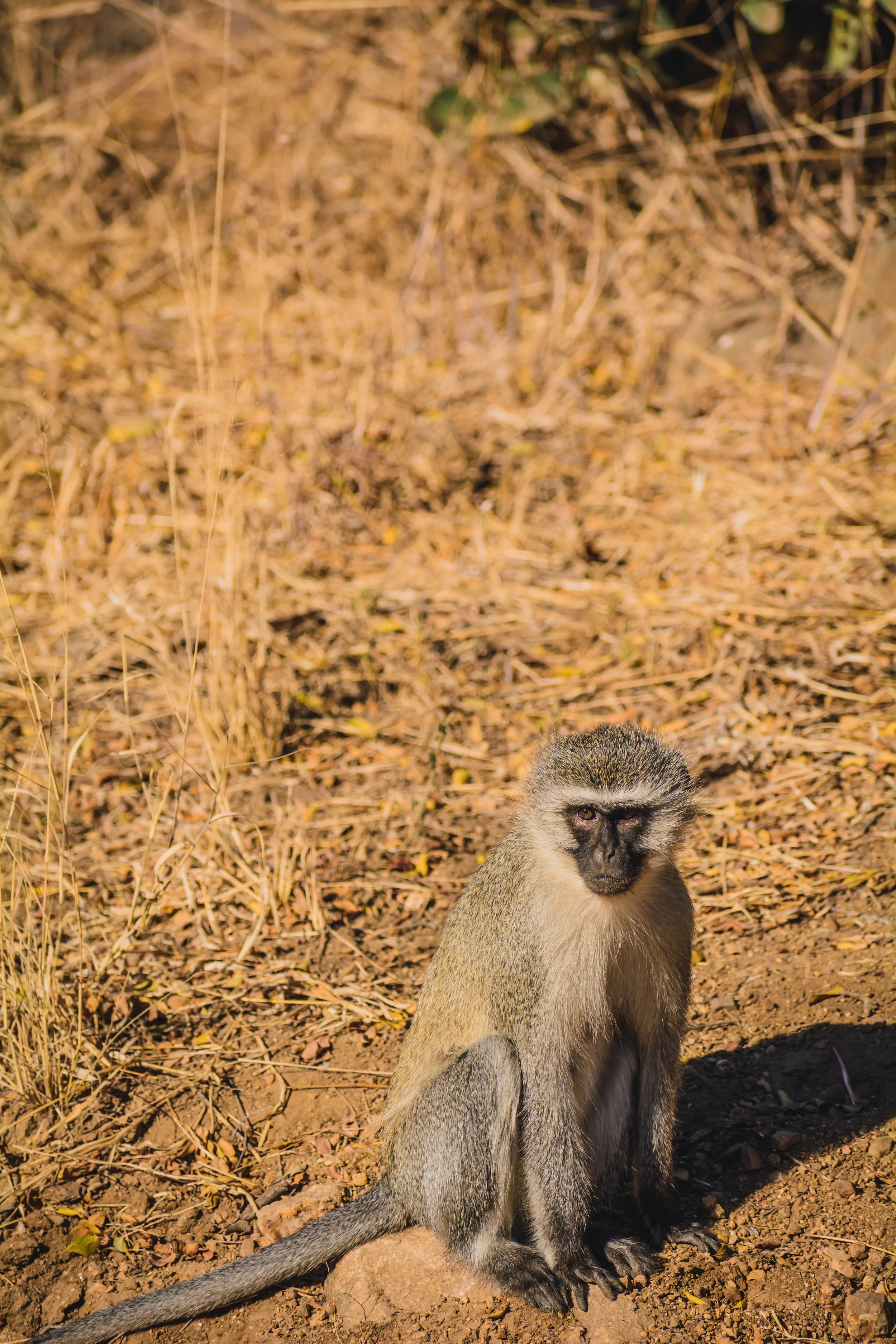 DSC_4177.jpg