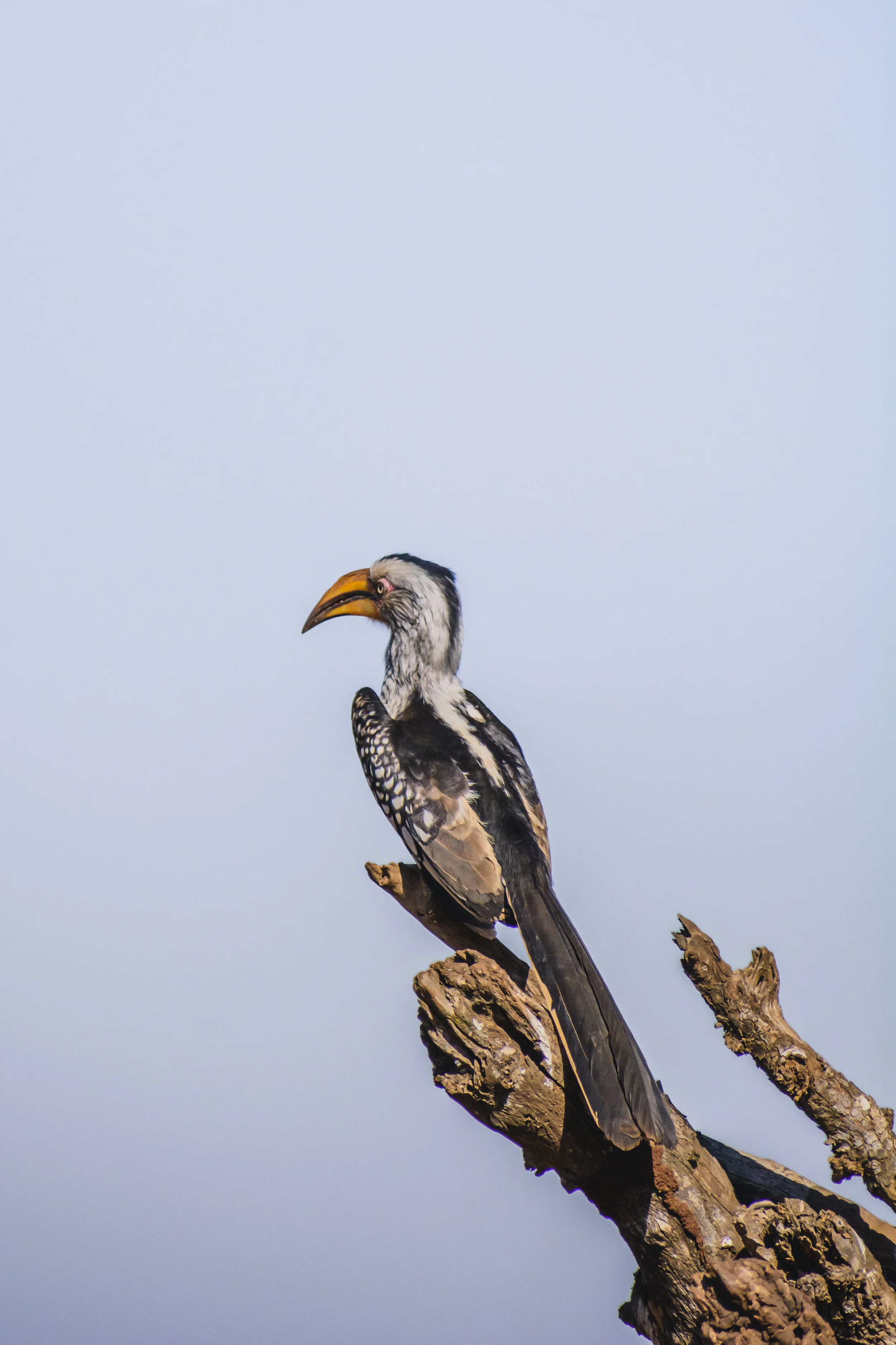 DSC_4207.jpg