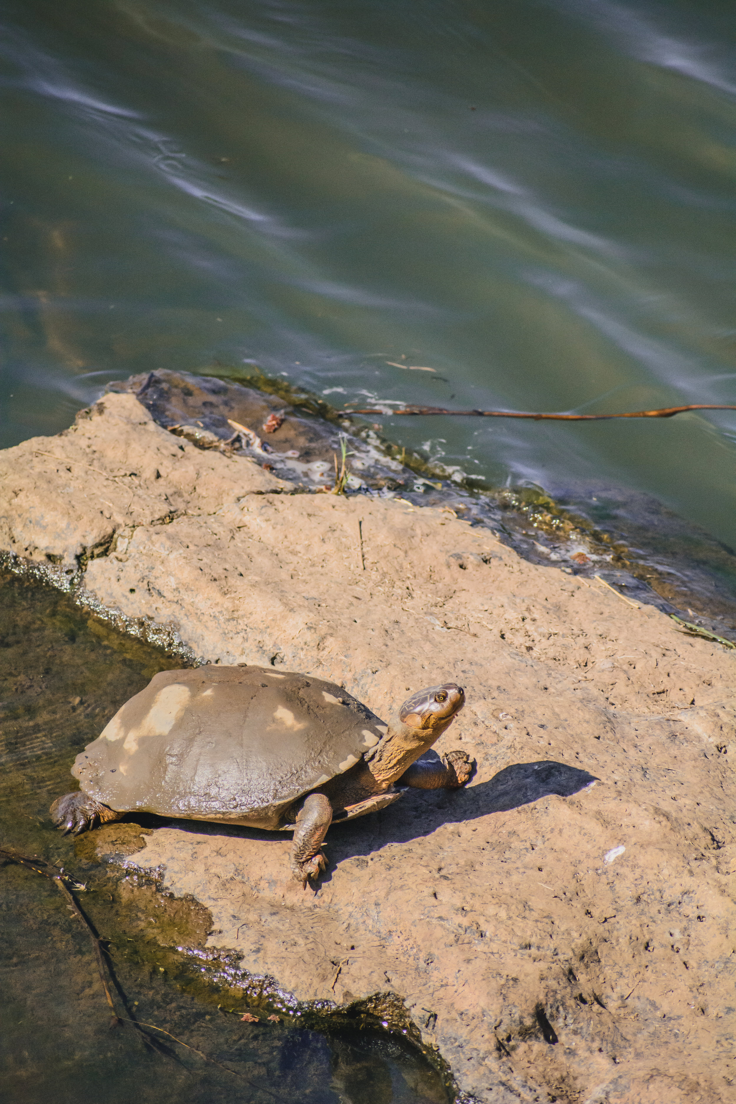 DSC_4215.jpg
