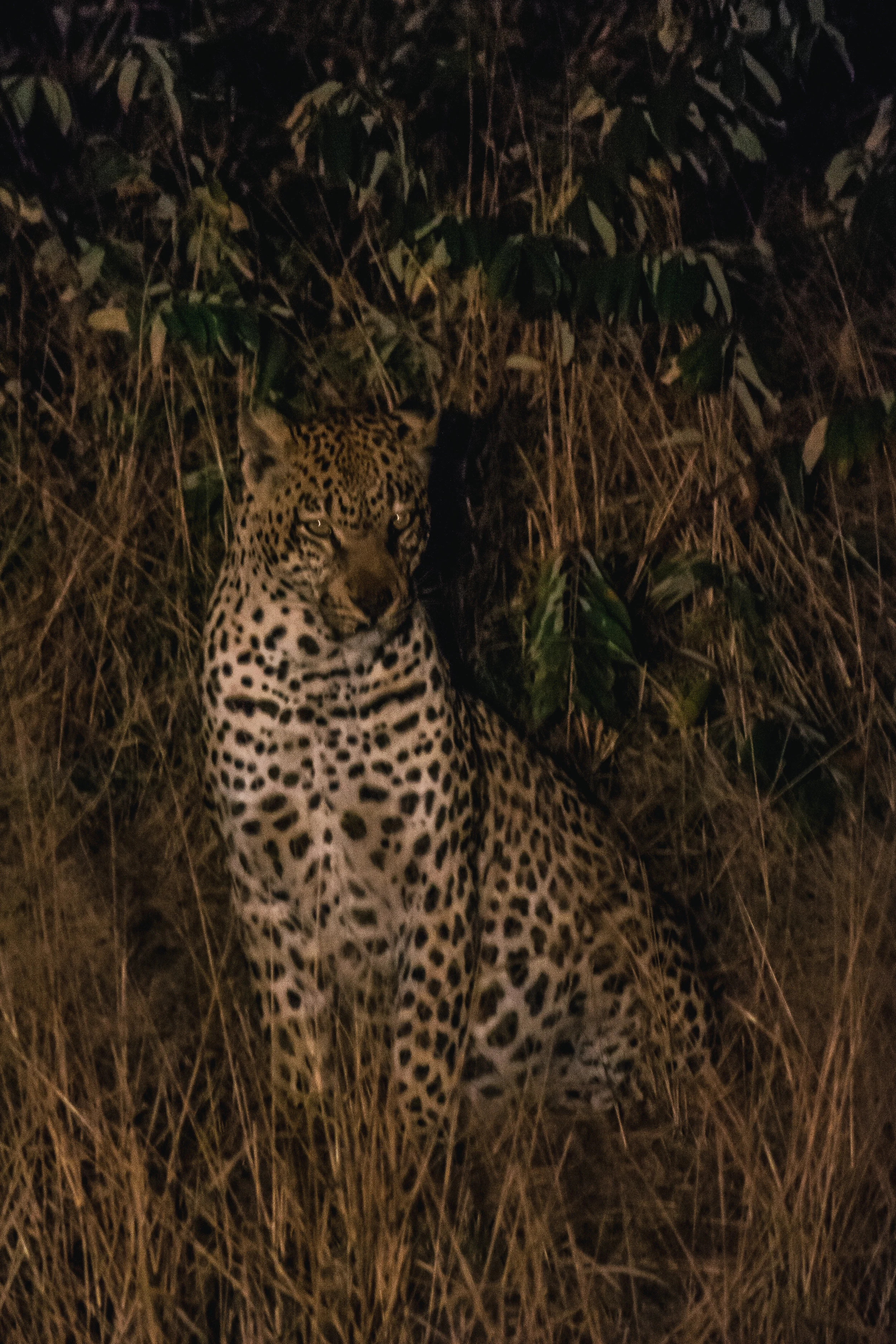 DSC_4296.jpg