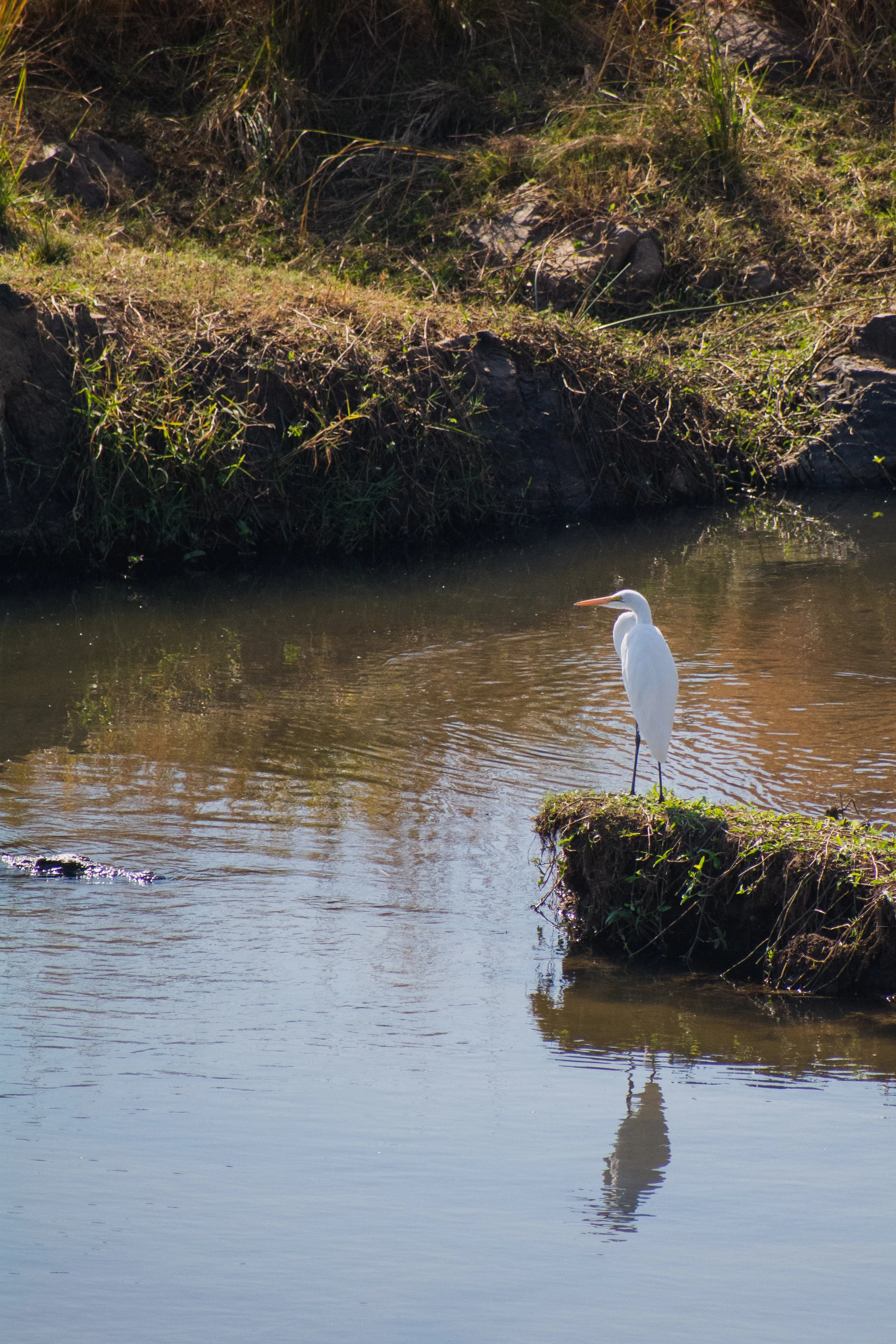DSC_4373.jpg