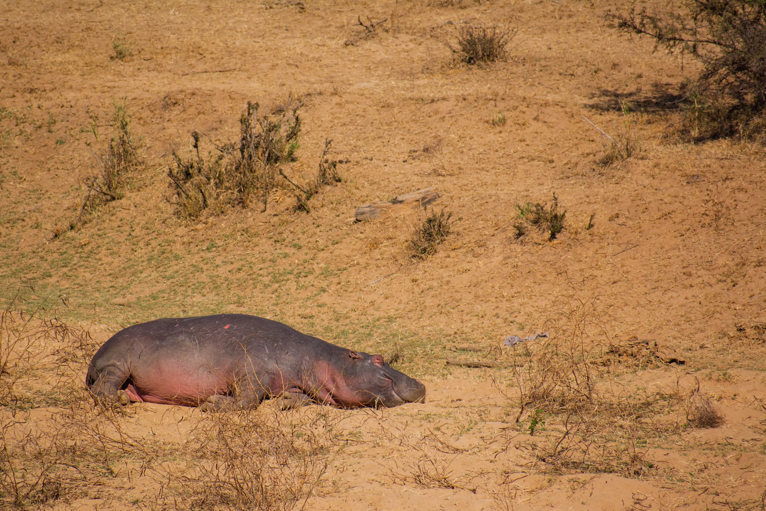 DSC_4370.jpg