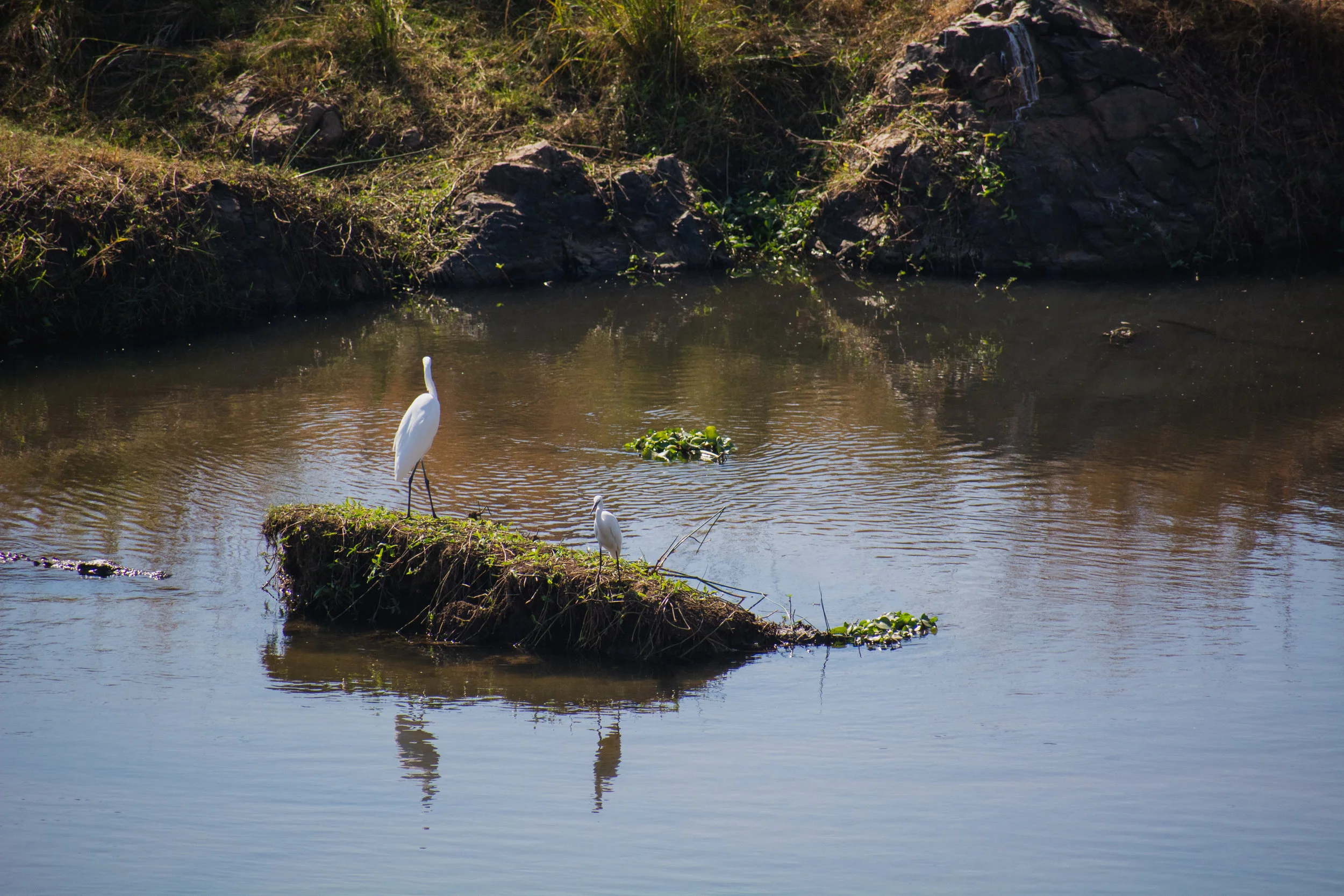 DSC_4374.jpg