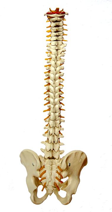 Spine.png