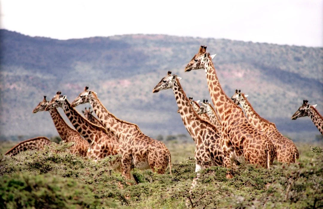giraffe-wild-wildlife-nature-38534.jpeg