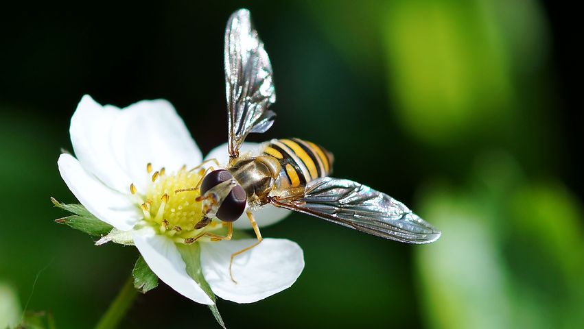 insect-3240508__480.jpg