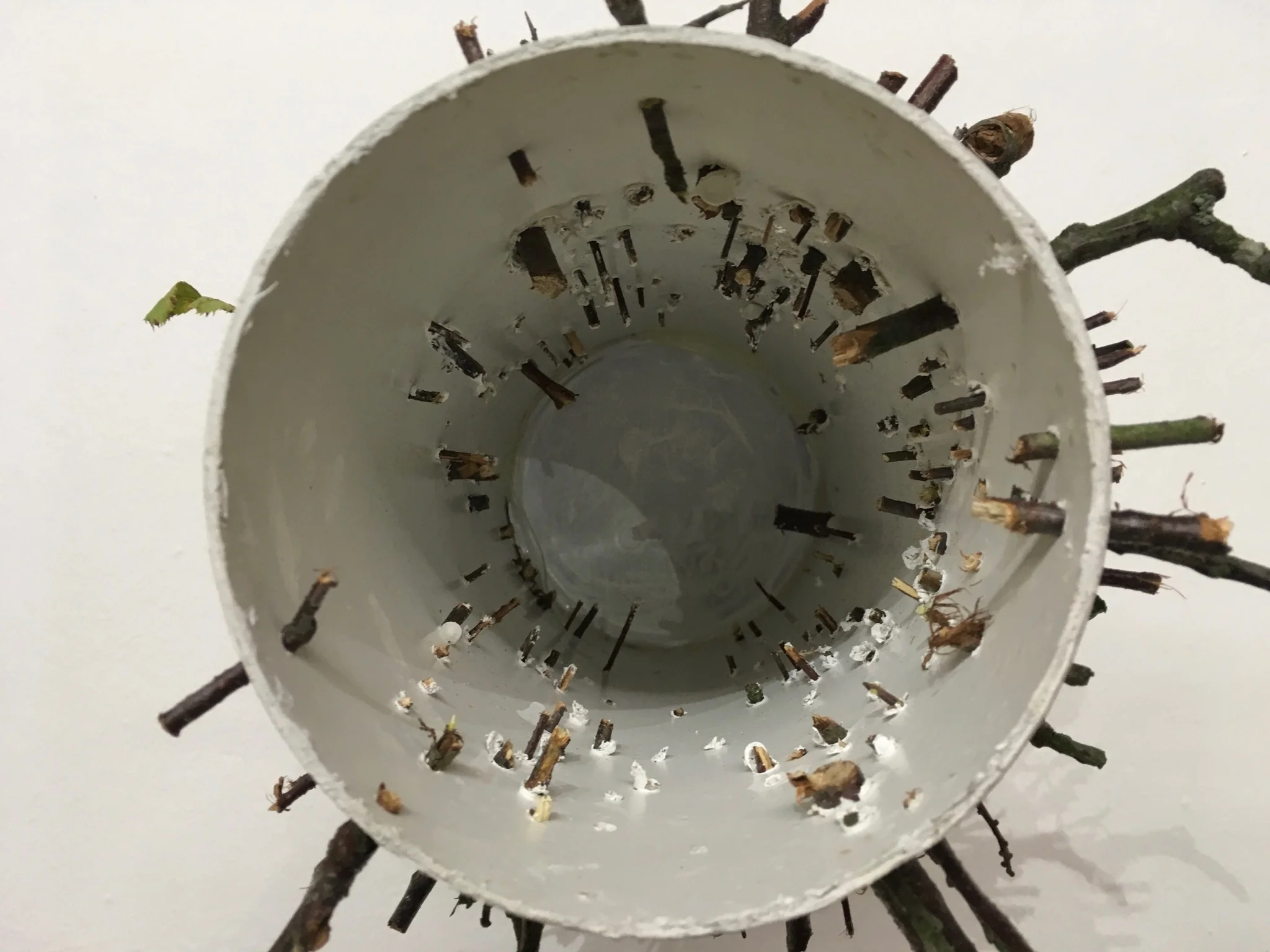 Could It Be a Coincidence: Record of a Meadow