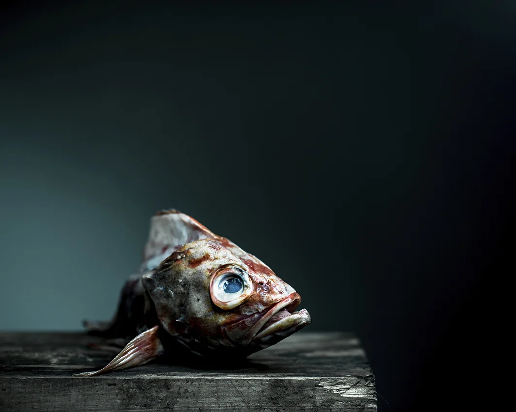 675950_fish2PTK_5182.jpg