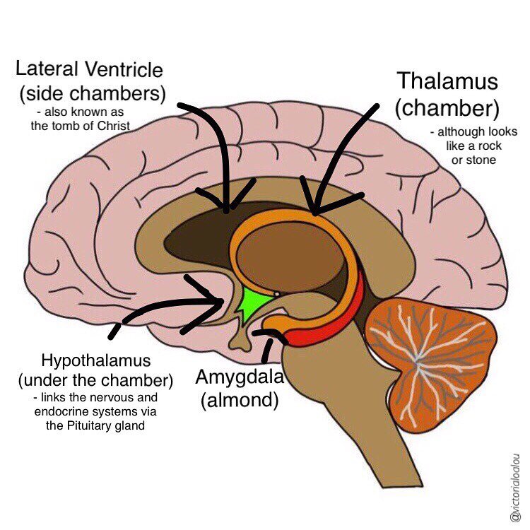 The name Hypothalamus comes from the Greek for &lsquo;under the chamber/ bed&rsquo; 🛏 
✝️ 
Within Genesis 28:11-21, Jacob rested his head upon a stone before falling to sleep and dreaming of the renowned stairway/ ladder to heaven (upon which, angel