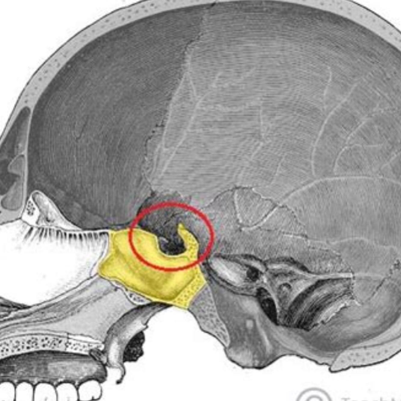 Even though the Pituitary sits upon a little bone referred to as the Saddle (sella turcica), which does indeed seem to have a donkey-like(from the nativity story) or sleigh-like (from the modern story) appearance to it, depending on what angle you lo