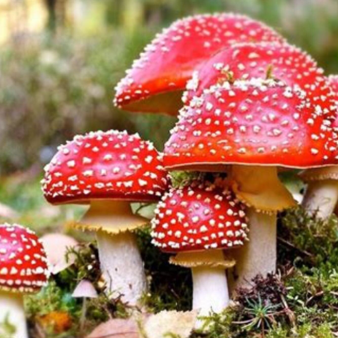 The Amanita Muscaria (or &lsquo;flying mushroom&rsquo;) 🍄❤️ 
Symbiont with pine 🌲 
Commonly found beneath pine trees, like gifts 🎁 
Medicinal and psychedelic when prepared by wise shaman; used in sacred ceremonies all over the world, particularly 