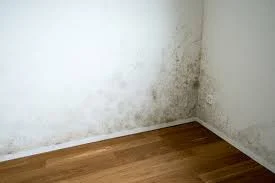 mold.jpeg