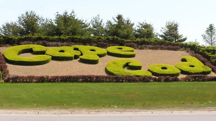 cape cod grass.jpg