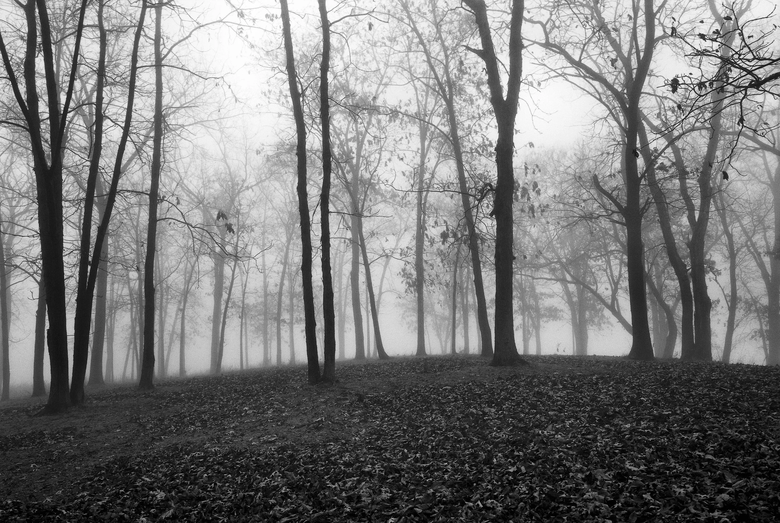 Fog, Rock Cut State Park, Rockford IL 2005