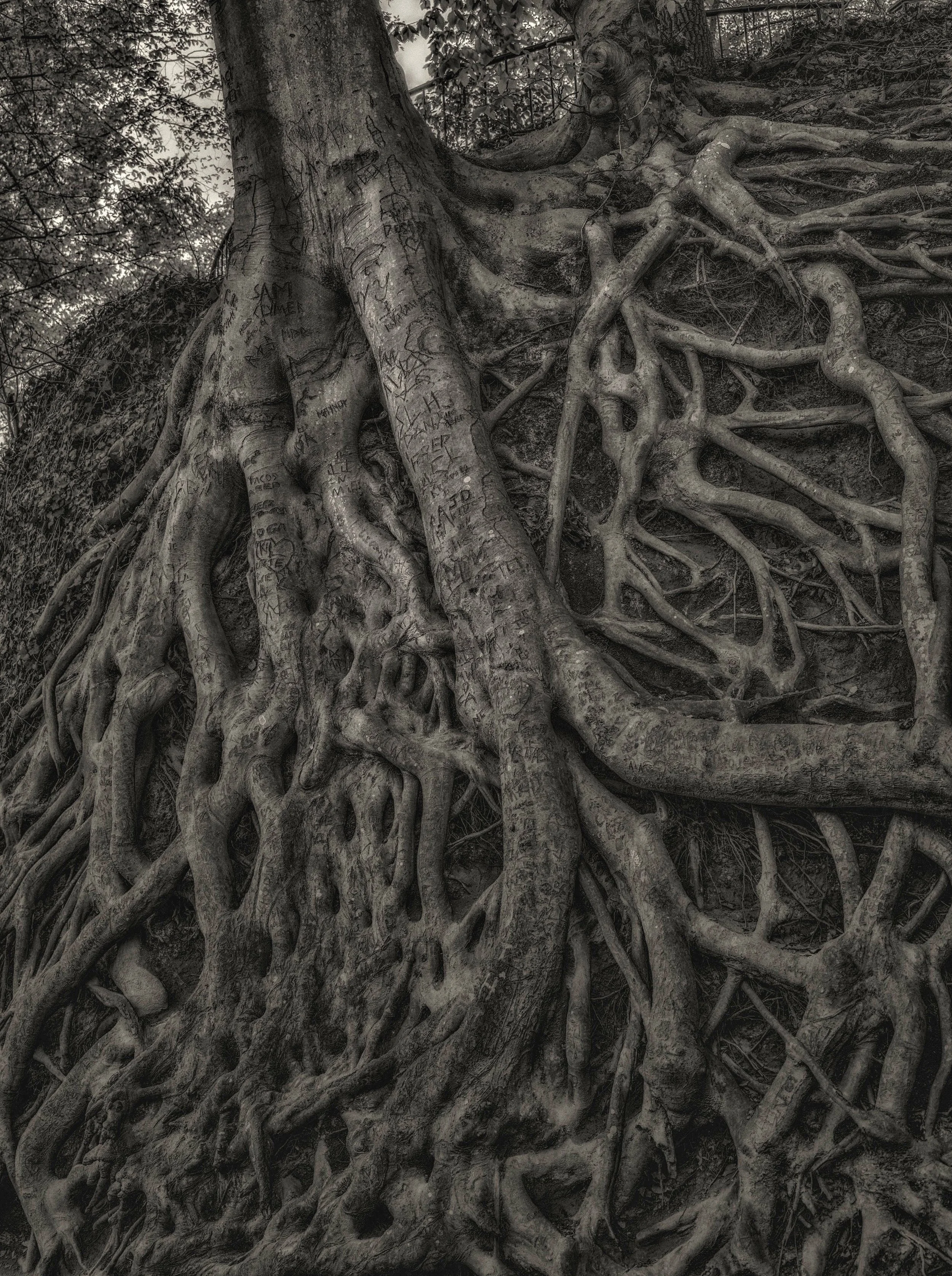 Medusa Tree, Falls Park, Greenville SC 2019