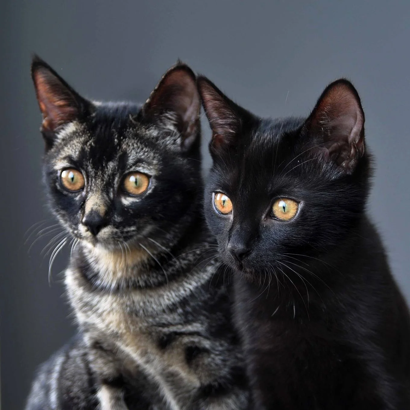 The Restoring Lansdowne fuzzy mischief duo. Much cuteness. Many destructions.