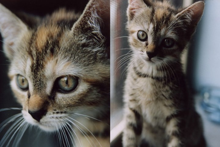 tabby_kitten.jpg