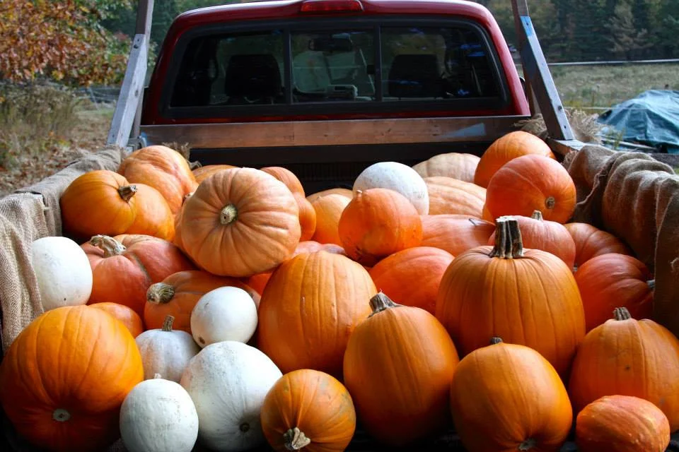 pumpkin back of truck large.jpg