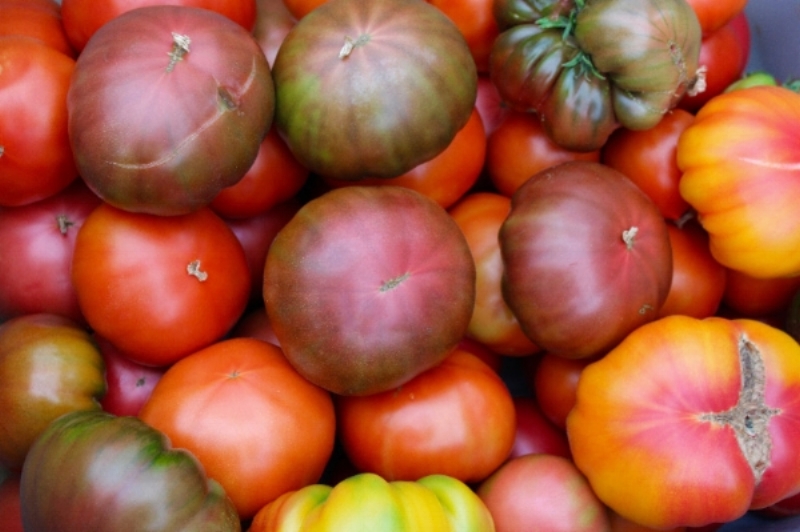 tomatoes rectangle good.jpg