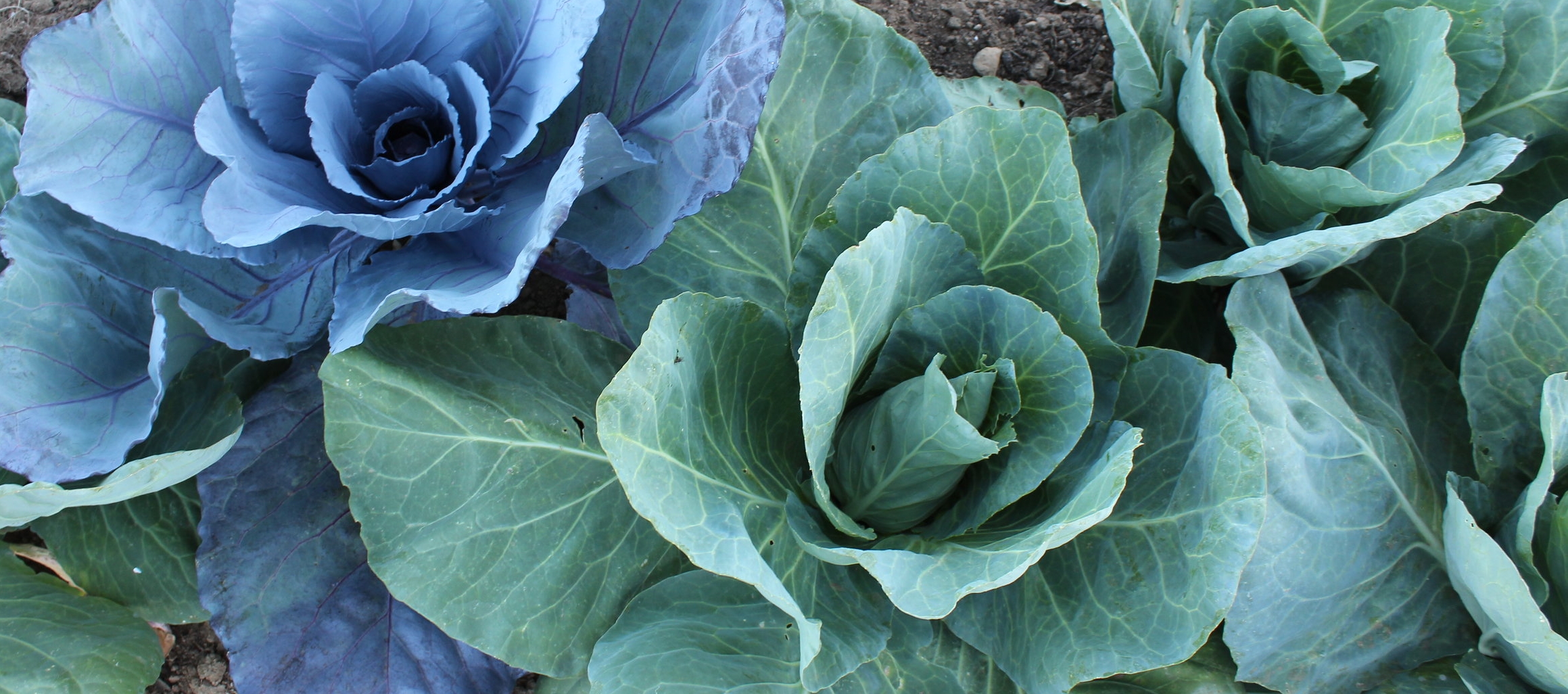 cabbage.jpg