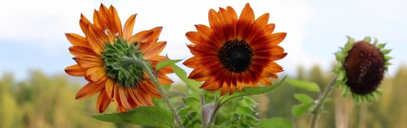 sunflower panorama.jpg