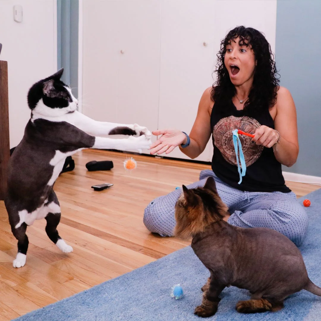 Hamilton’s Stephanie Klemons and her Cats Tank and Charlie