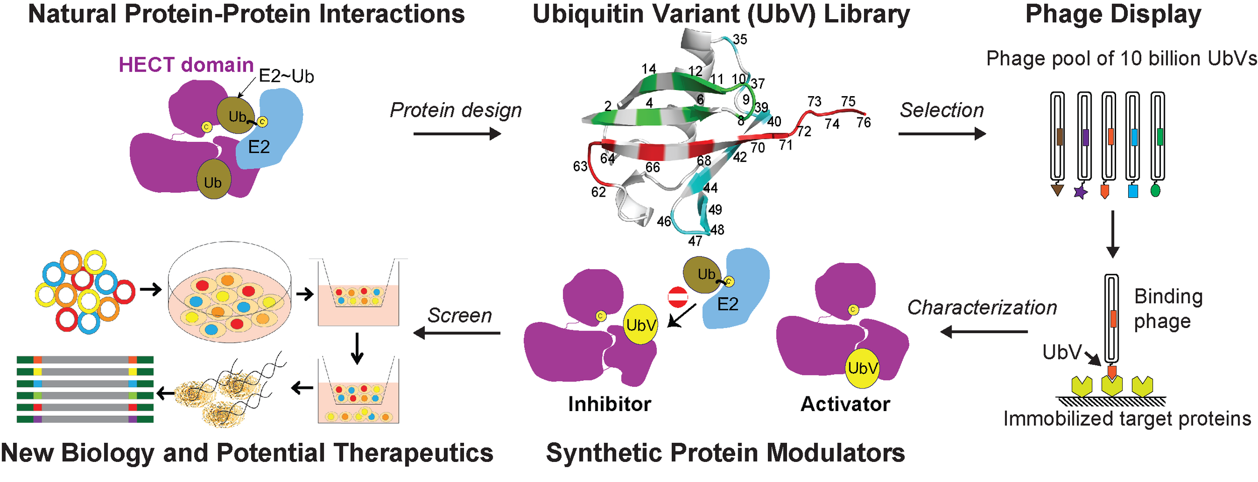 Protein engineering.png