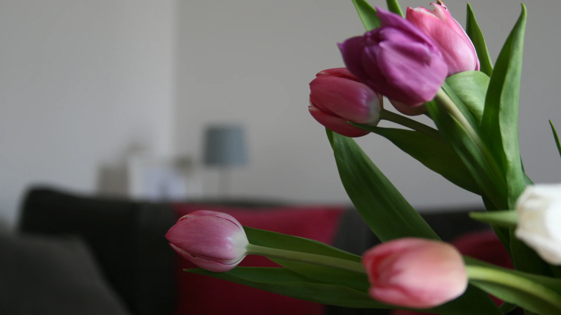 PADDOCK INTERNAL COUCH FLOWER MACRO SHOT.jpg