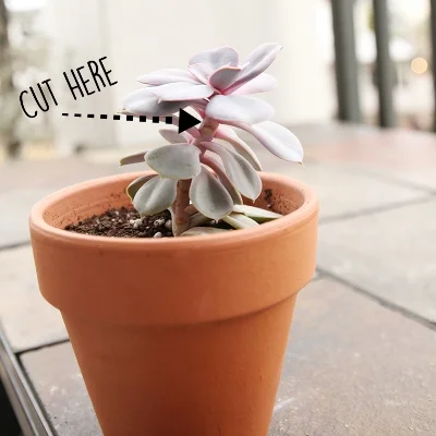 CutElongatedStretchedEcheveria.jpg