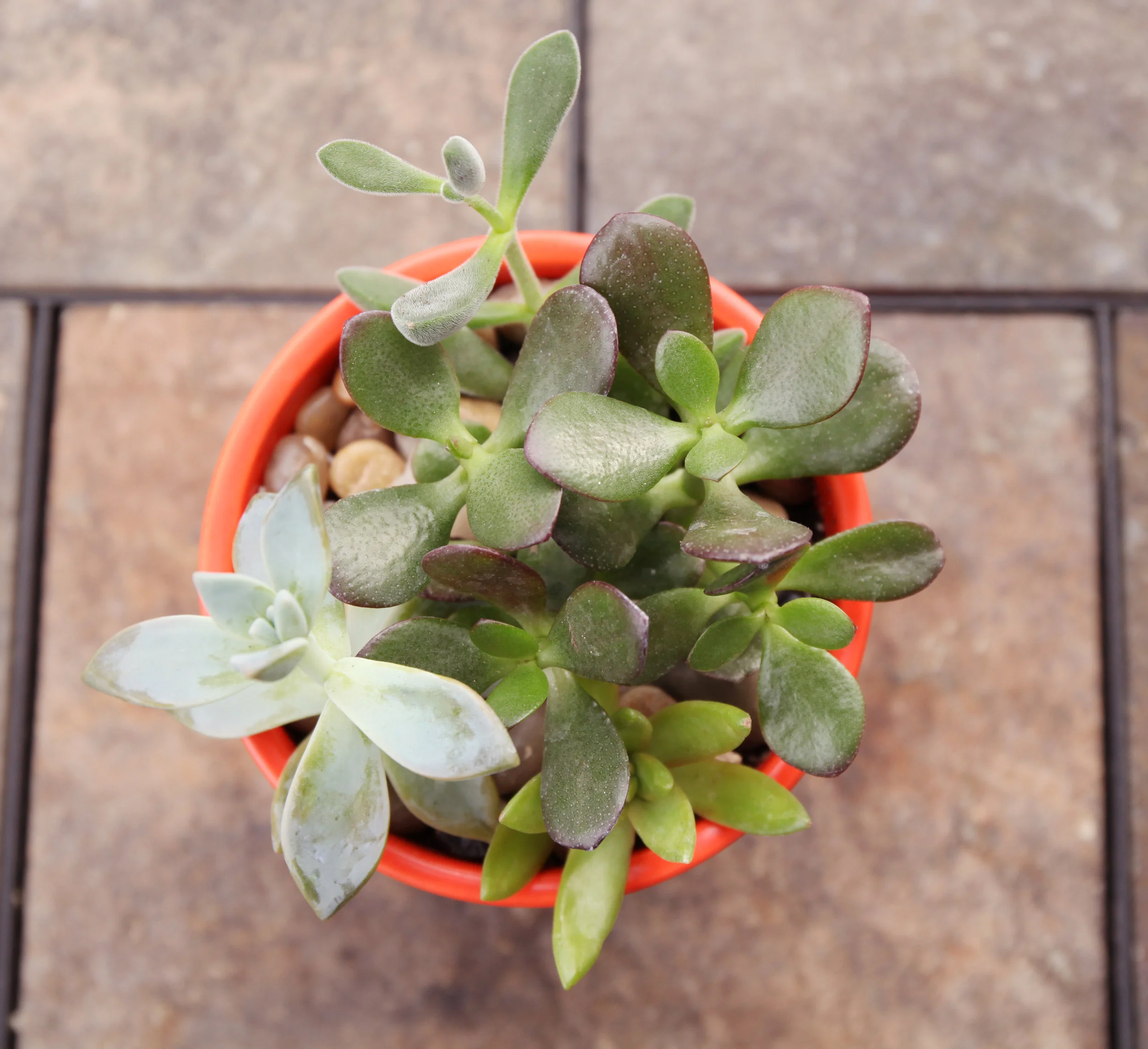 Orange power ranger arrangement
